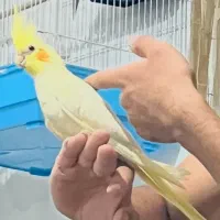 عروس هلندی معاوضعه با کفتر|پرنده|شیراز, کاراندیش|دیوار