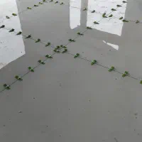 کاشی کاری|خدمات پیشه و مهارت|رشت, معلم|دیوار