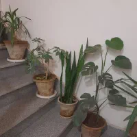 گل طبیعی|گل و گیاه طبیعی|نیشابور, شهرک فیروزه|دیوار