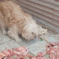 سگ پا پشمیز