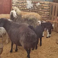 گوسفند|حیوانات مزرعه|داران, |دیوار