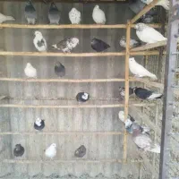 کبوتر|پرنده|کوهدشت, |دیوار