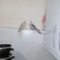 یک جفت عروس هلندی سالم و سرحال