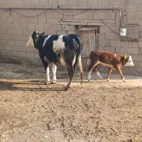 سیمینتال آبستن|حیوانات مزرعه|چهاربرج, |دیوار