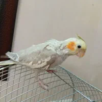 عروس هلندی رام