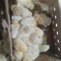 جوجه