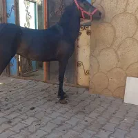 مادیان کرد نوه کامران قدیری دوسر تعید|اسب و تجهیزات اسبسواری|تبریز, |دیوار