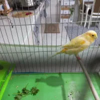 قناری ماده  زرد خوش رنگ خیلی درشت