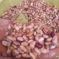 لوبیا چیتی بومی افغان|خوردنی و آشامیدنی|قم, شهرک فاطمیه|دیوار
