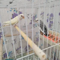 طوطی کوتوله|پرنده|شیروان (خراسان), |دیوار