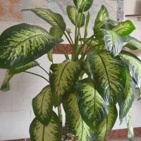 گل زیبا و پر برگ