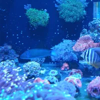 راس سبز ۴ بندی|ماهی|تهران, گلستان (شهرک راه آهن)|دیوار