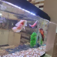 3عدد ماهی اسکار باله بلند تزیینی|ماهی|کشکسرای, |دیوار