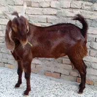 گوسفند فروشی