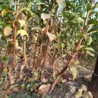 نهال سیب لبنانی زرد و قرمز