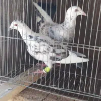 ده جفت کفتر پرشی آس