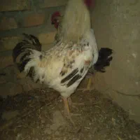 دوتا مرغ دوتا خروس محلی