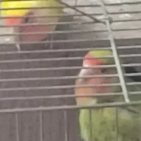 یه جفت طوطی برزیلی|پرنده|ری, شهرری|دیوار