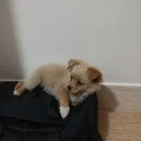 نگهداری حیوان