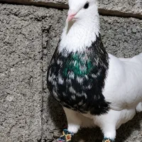 یک عدد کبوتر در رفته در زنجیره علیا