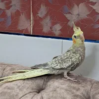 عروس هلندی مرواریدی