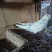 سلام یه جفت پاپر|پرنده|دماوند, دماوند|دیوار