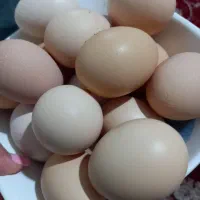 تخم مرغ نطفه دار تازه