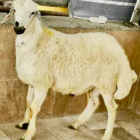 گوسفند زنده سرتاسرکرج