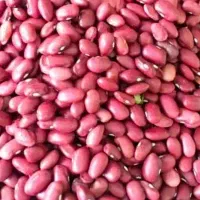 لوبیا قرمز