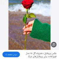 گل فروشی گل رز ...نوبت دهی تامین اجتماعی|گل و گیاه طبیعی|دورود, |دیوار