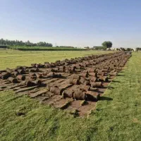 اجرای کاشت چمن طبیعی