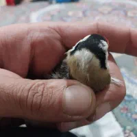 سره|پرنده|هشتگرد, سیف آباد|دیوار