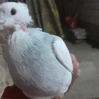 کبوتر