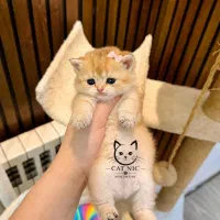 گربه بریتیش گلد