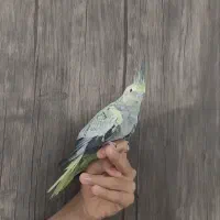 عروس هلندی مرواریدی|پرنده|شیراز, کوشک میدان|دیوار