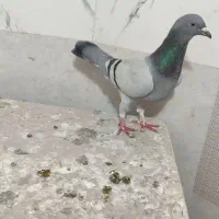 پرنده|پرنده|مشهد, محمدآباد|دیوار