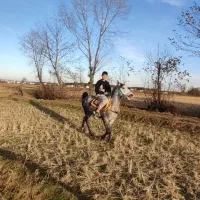 اسی نریان|اسب و تجهیزات اسب‌سواری|رضوانشهر, |دیوار