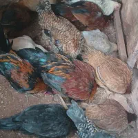 خروس مرغ کلشیر|حیوانات مزرعه|کوهدشت, |دیوار