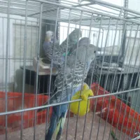 مرغ عشق فروشی