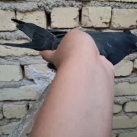 پرشی|پرنده|کوهپایه, |دیوار