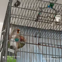 سهره خاکی|پرنده|کرمان, |دیوار