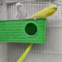 جفت مرغ عشق لوتینو و آلبینو چشم شرابی و فنج نرگسی|پرنده|مشهد, نیزه|دیوار