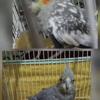 عروس هلندی سینامون