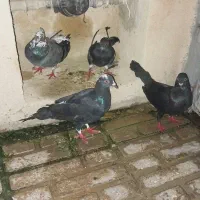 کبوتر  چهار عدد