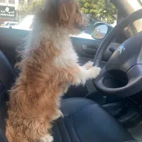 سگ نر ۷ماهه نژاد میکس اشپیتز و شیتزو|سگ|کرج, مهرویلا جنوبی|دیوار