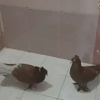 کبوتر دوکت زرد رواعب وکلدار