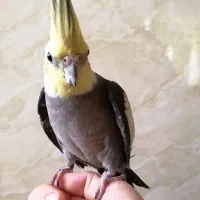 عروس هلندی|پرنده|آق قلا, |دیوار