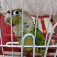 طوطی گرینچیک|پرنده|نجف‌آباد, دلگشا|دیوار