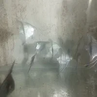 انجل بلو تایگر مولد