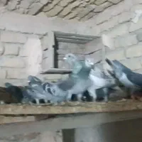 25عدد آلمانی جوونه